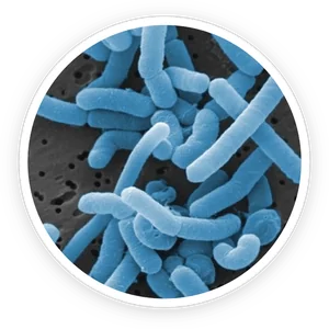Lactobacillus paracasei, one of the three probiotic strains in ProDentim
