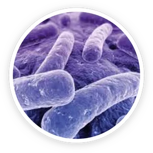B. lactis BL-04, one of the three probiotic strains in ProDentim