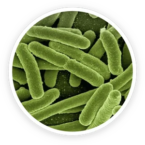 Lactobacillus reuteri, one of the three probiotic strains in ProDentim